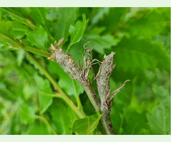 Pseudoneuroterus macropterus