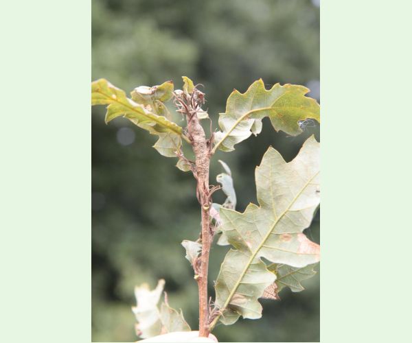 Pseudoneuroterus macropterus