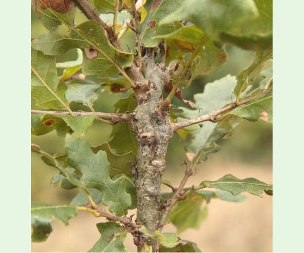 Pseudoneuroterus macropterus