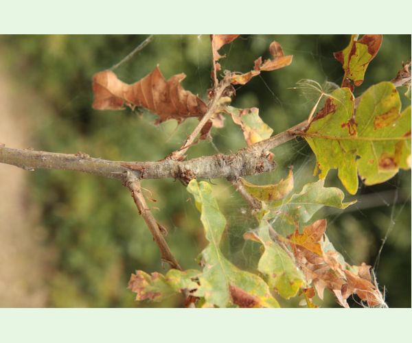 Pseudoneuroterus macropterus