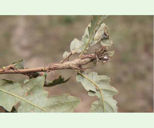 Pseudoneuroterus macropterus