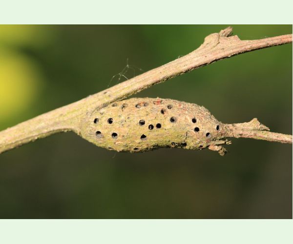 Pseudoneuroterus macropterus