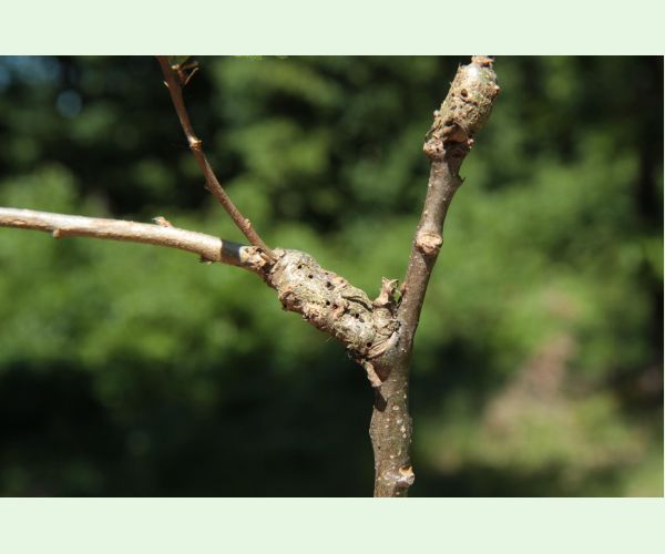 Pseudoneuroterus macropterus