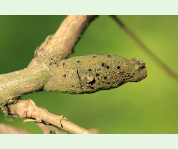 Pseudoneuroterus macropterus