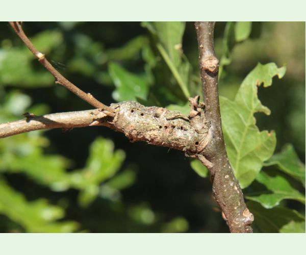 Pseudoneuroterus macropterus
