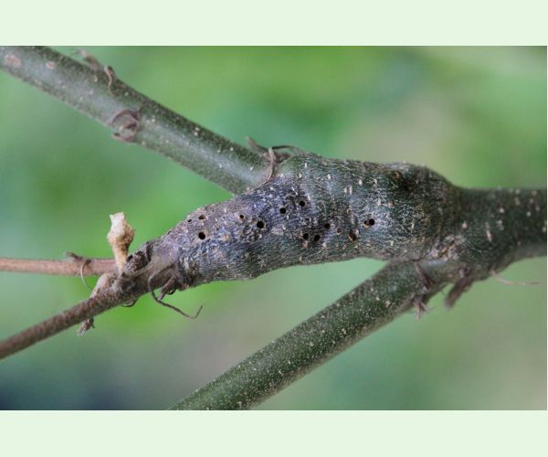Pseudoneuroterus macropterus