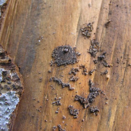 Trypodendron domesticum