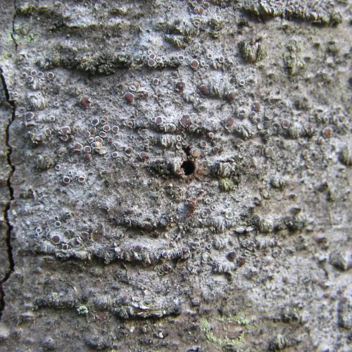 Trypodendron domesticum