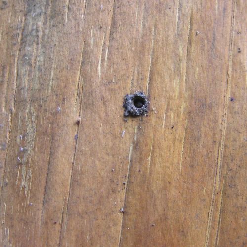 Trypodendron domesticum