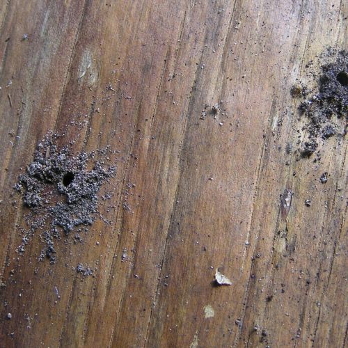 Trypodendron domesticum