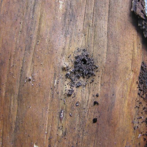 Trypodendron domesticum