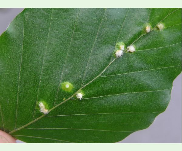 Hartigiola annulipes