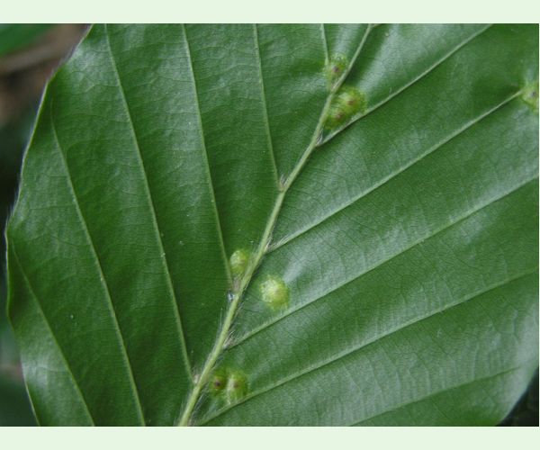 Hartigiola annulipes