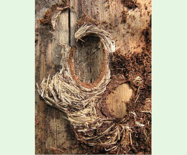 Acanthocinus aedilis