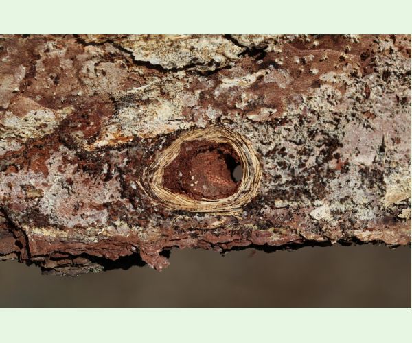 Acanthocinus aedilis