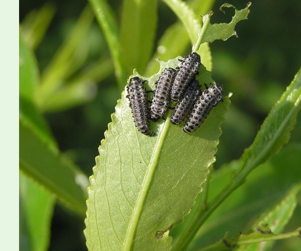 Chrysomela vigintipunctata