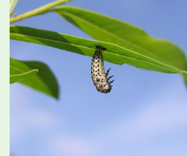 Chrysomela vigintipunctata