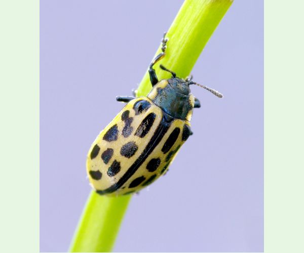 Chrysomela vigintipunctata