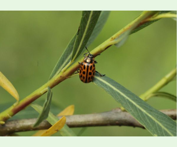 Chrysomela vigintipunctata