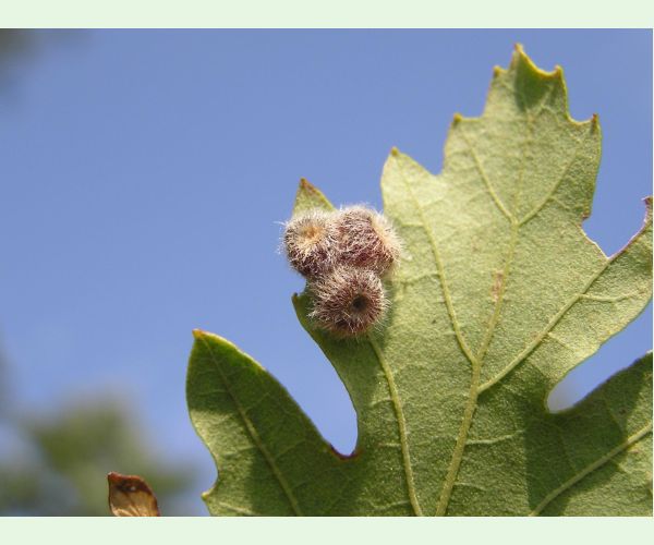 Neuroterus lanuginosus