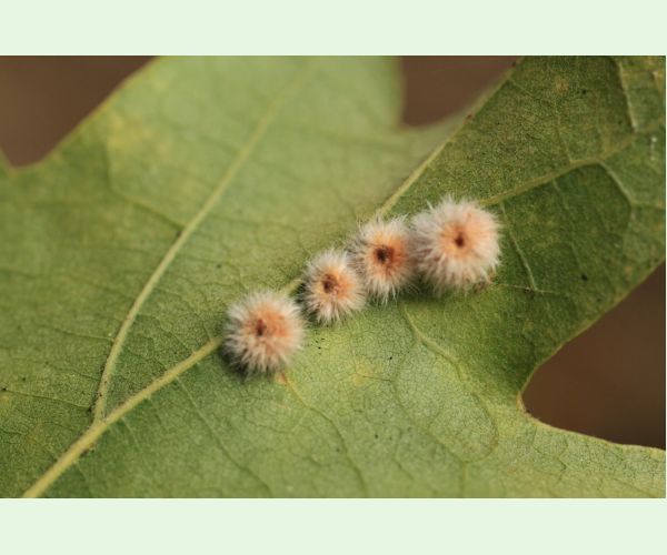 Neuroterus lanuginosus