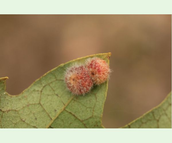 Neuroterus lanuginosus