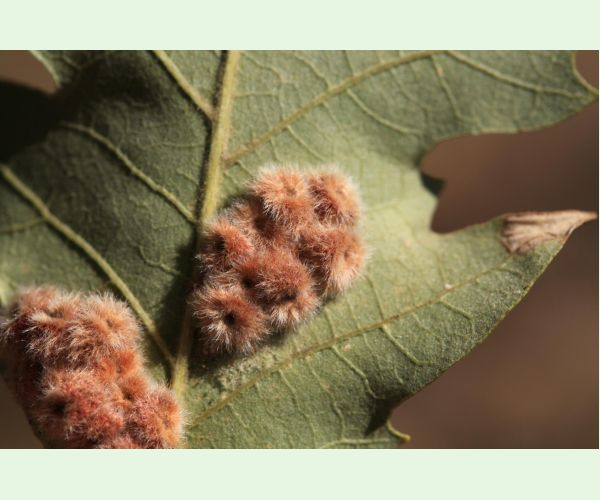 Neuroterus lanuginosus