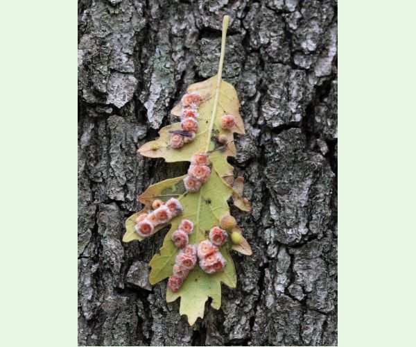 Neuroterus lanuginosus