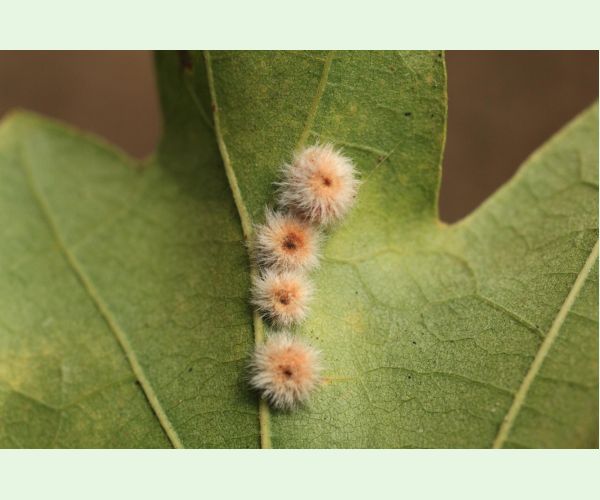 Neuroterus lanuginosus