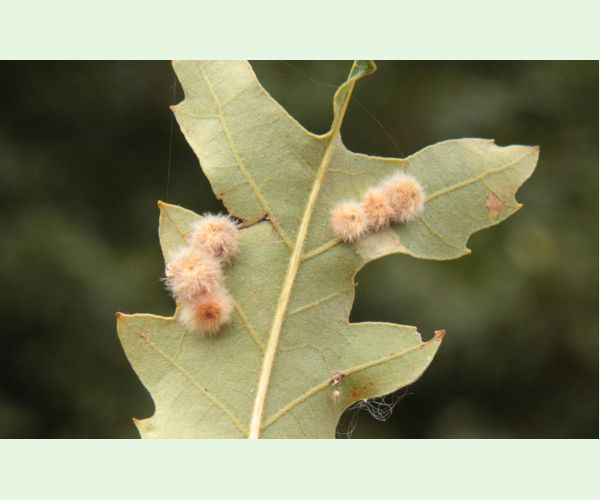 Neuroterus lanuginosus