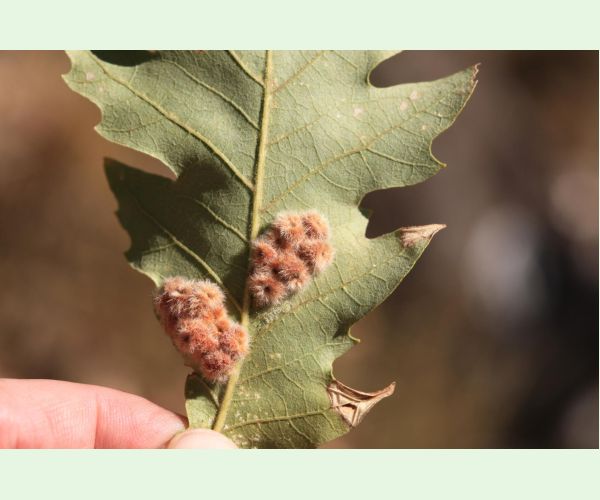 Neuroterus lanuginosus