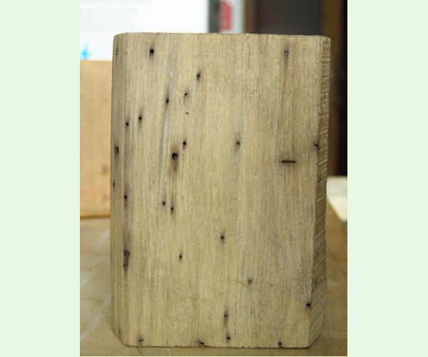 Hylecoetus dermestoides