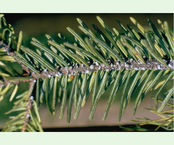 Dreyfusia nordmannianae