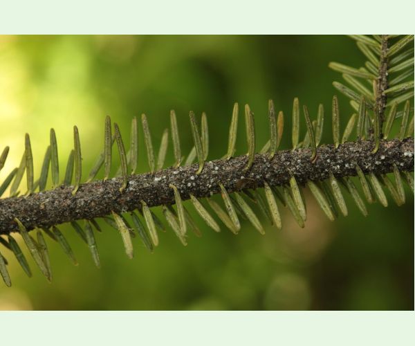 Dreyfusia nordmannianae