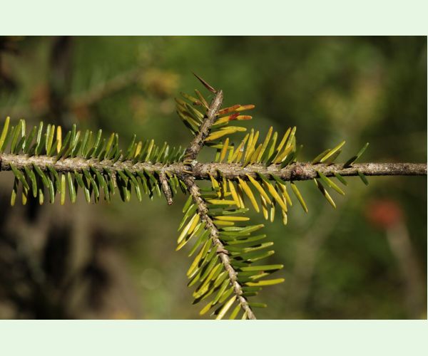 Dreyfusia nordmannianae