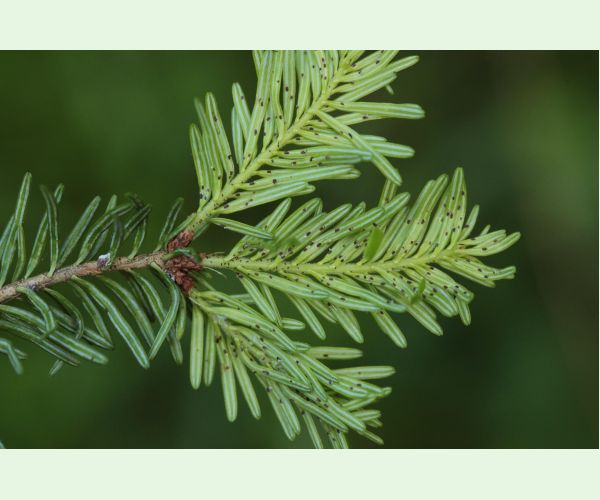 Dreyfusia nordmannianae