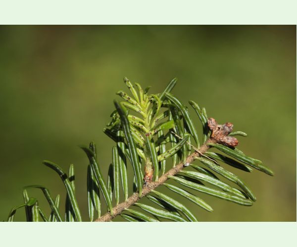 Dreyfusia nordmannianae