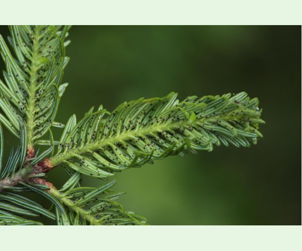 Dreyfusia nordmannianae