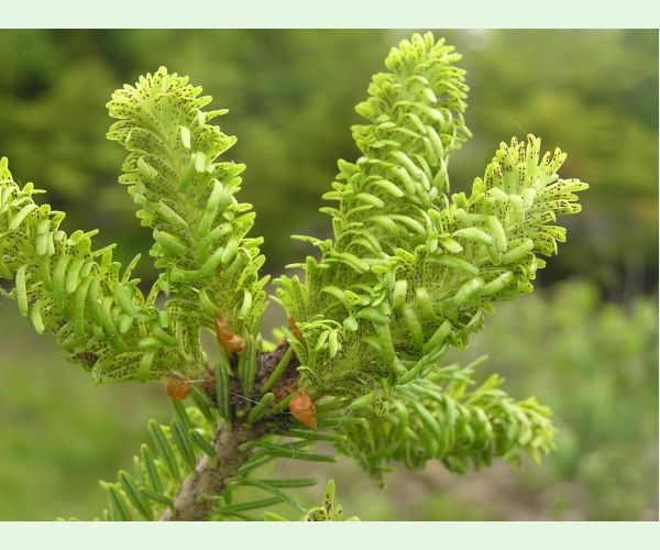 Dreyfusia nordmannianae