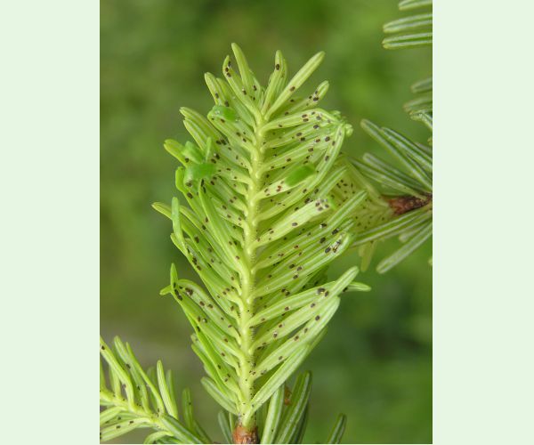 Dreyfusia nordmannianae