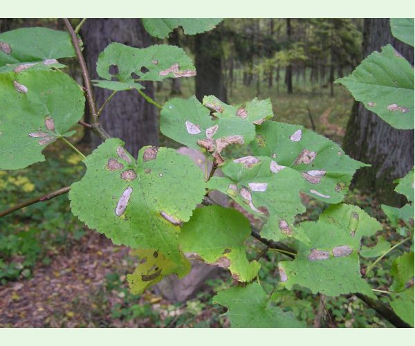 Phyllonorycter issikii