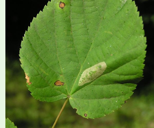Phyllonorycter issikii