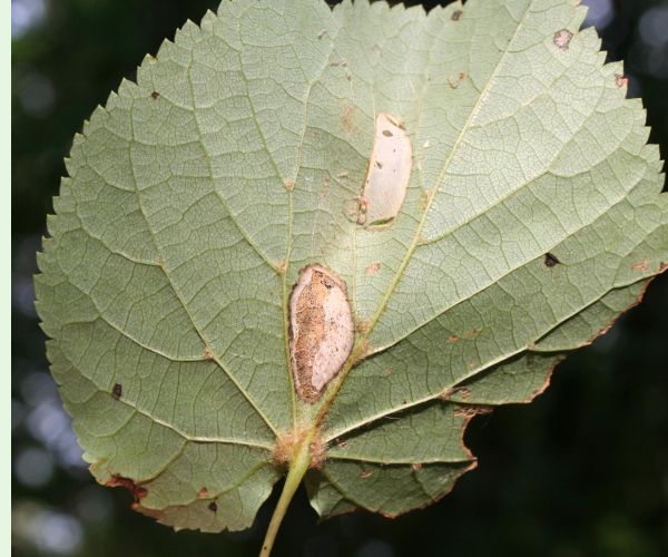 Phyllonorycter issikii