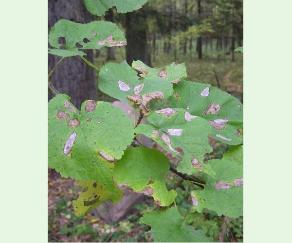 Phyllonorycter issikii
