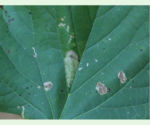 Phyllonorycter issikii