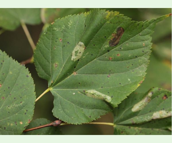 Phyllonorycter issikii