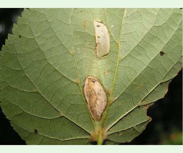 Phyllonorycter issikii
