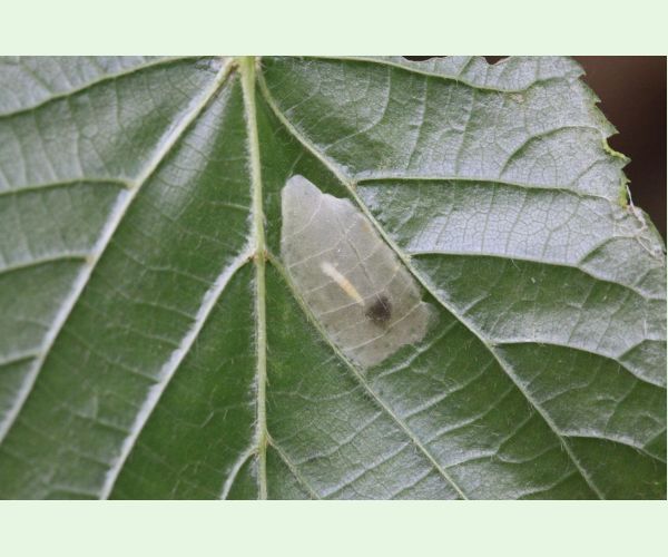 Phyllonorycter issikii