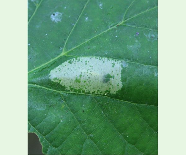 Phyllonorycter issikii