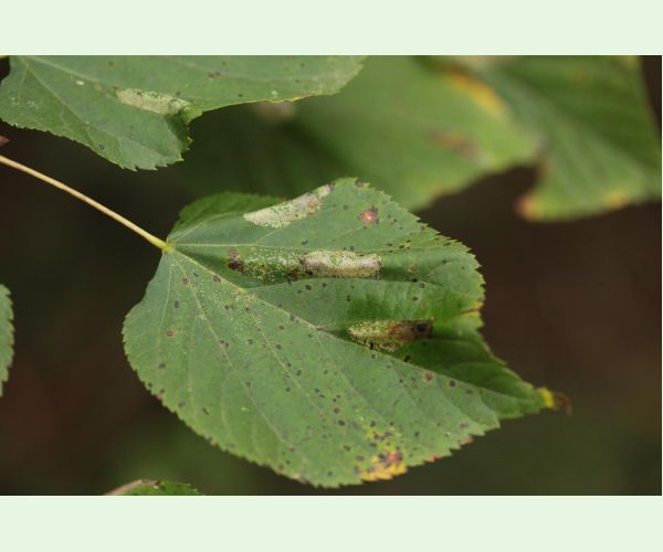 Phyllonorycter issikii